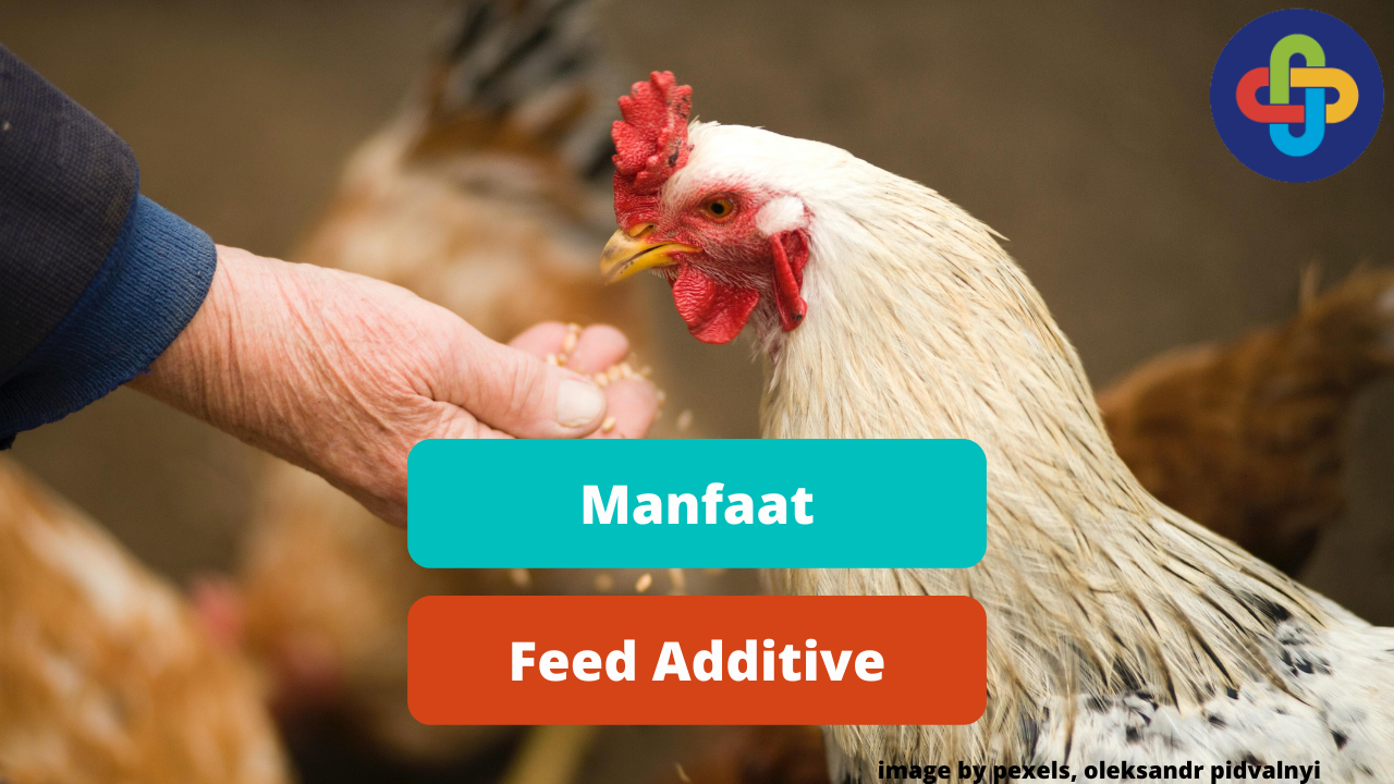 Berikut Manfaat Penambahan Feed Additive Pada Ayam Broiler